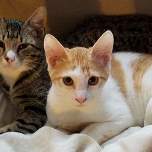 Meet your Posher, Ann